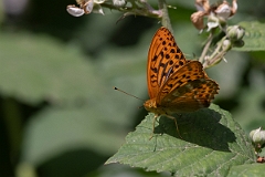 David Plant Photography - Wildlife Photography - Silver washed fritillary - D
